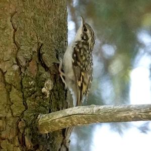 Eurasian Treecreeper