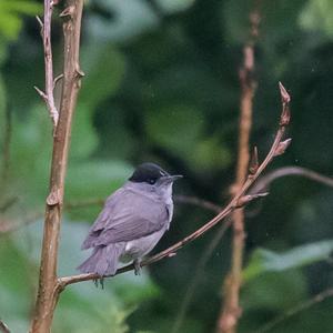 Blackcap