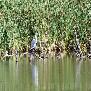 Great Egret