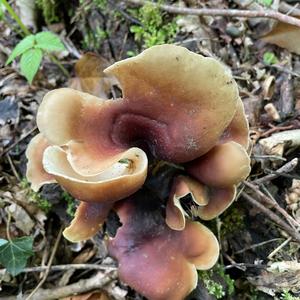 Black-footed Polypore