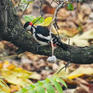 Great Spotted Woodpecker