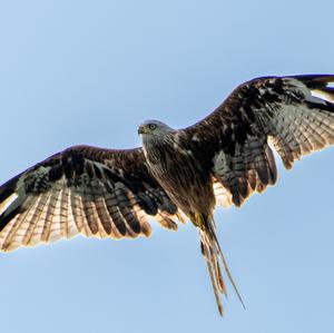 Osprey