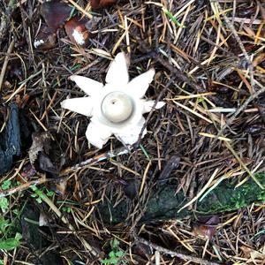 Striated Earthstar