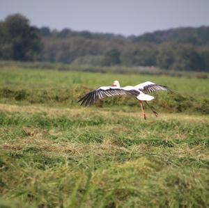 White Stork