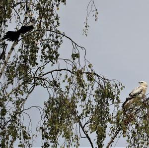 Common Buzzard