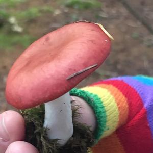 Emetic Russula