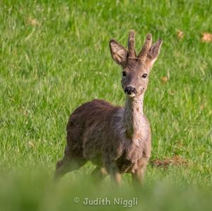 European Roe Deer