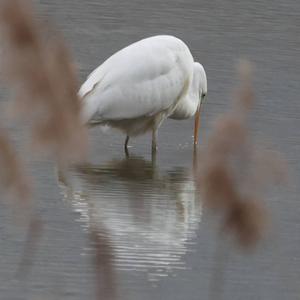 Great Egret