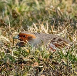 Grey Partridge