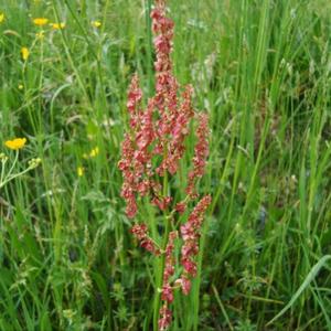 Sorrel (Common)