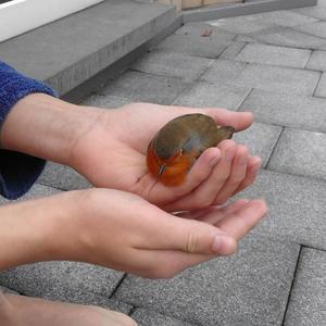 European Robin