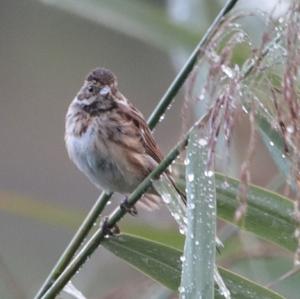 Reed Bunting