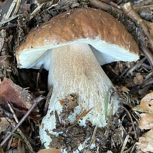 Summer Bolete