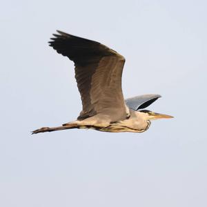 Grey Heron