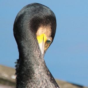 Great Cormorant