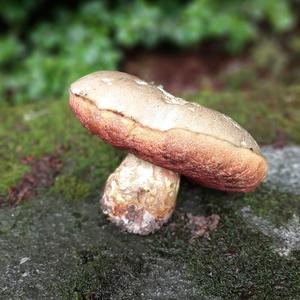 Satan`s Bolete