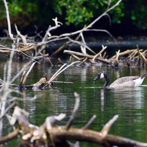 Canada Goose