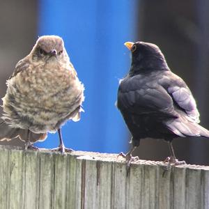 Eurasian Blackbird