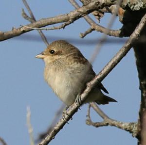 Red-backed Shrike