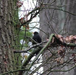 Eurasian Blackbird