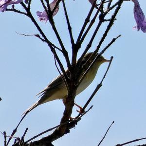 Common Chiffchaff