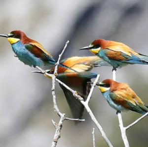 European Bee-eater