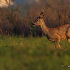 European Roe Deer