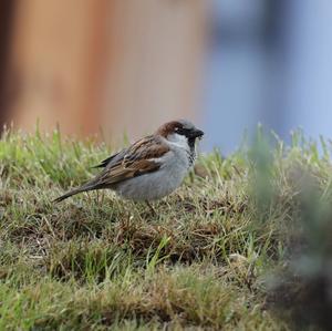 House Sparrow