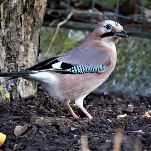 Eurasian Jay