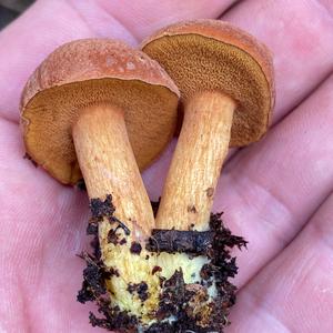 Peppery Bolete