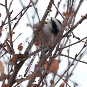 Long-tailed Tit