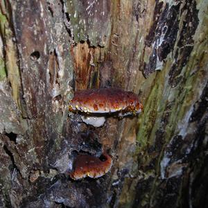 Warted Oak Polypore