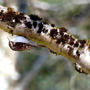 Short-toed Treecreeper