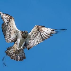 Osprey