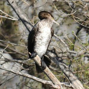 Great Cormorant