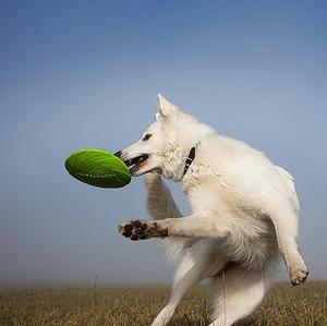 Berger Blanc Suisse