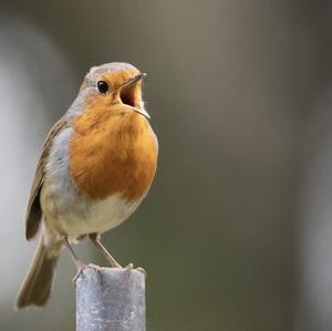 European Robin