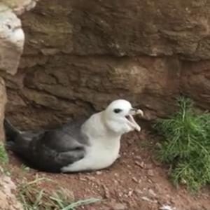 Northern Fulmar