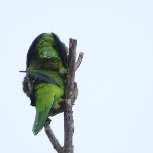 Monk Parakeet