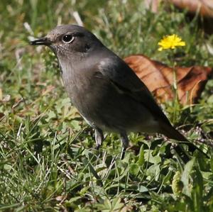 Black Redstart