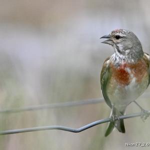 Eurasian Linnet