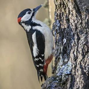 Great Spotted Woodpecker