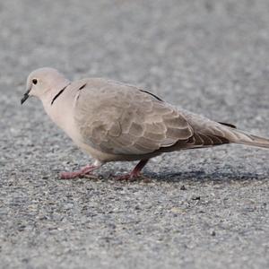 Eurasian Collared-dove