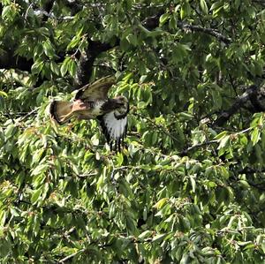 Common Buzzard