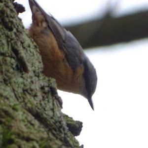 Wood Nuthatch