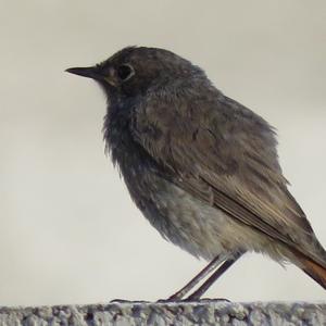 Black Redstart