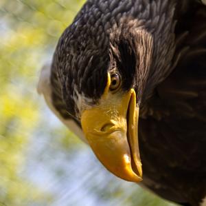 White-tailed Eagle