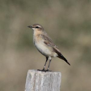 Northern Wheatear