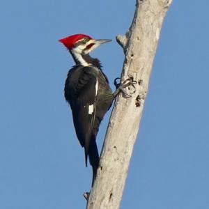 Pileated Woodpecker