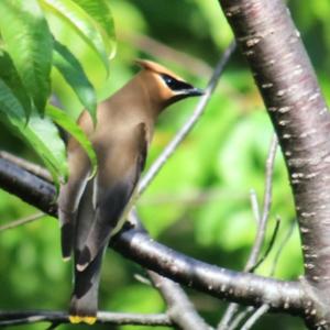 Cedar Waxwing